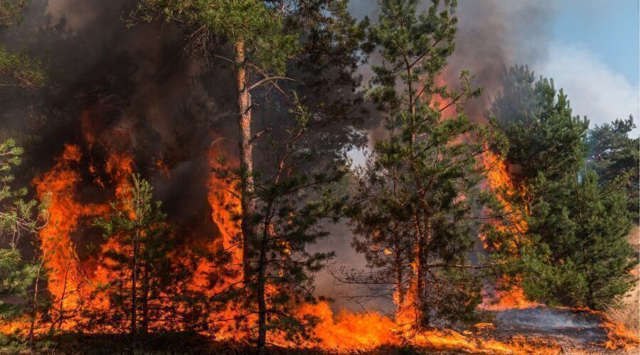 Nisan 2025 Yangın ve Doğal Afetler Branşı Prim Üretimleri